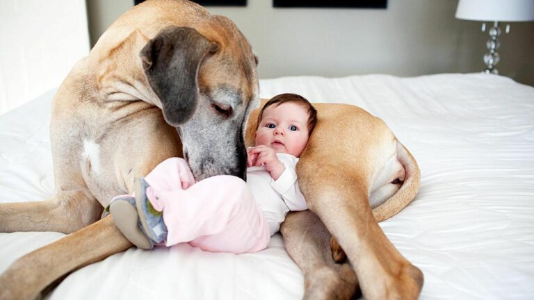 Is it safe to have a dog around a newborn?