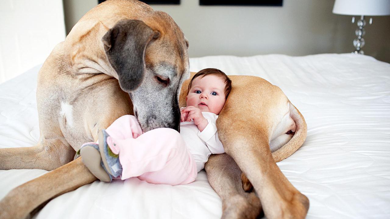 Is it safe to have a dog around a newborn?