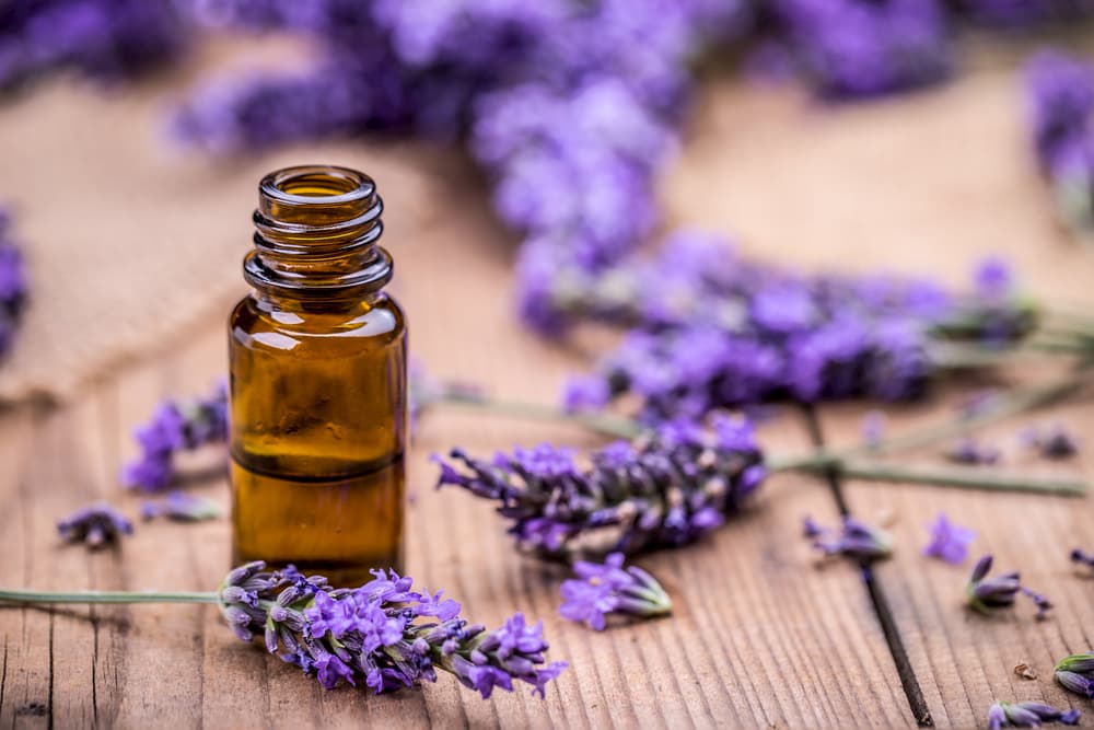 Is lavender toxic to animals?