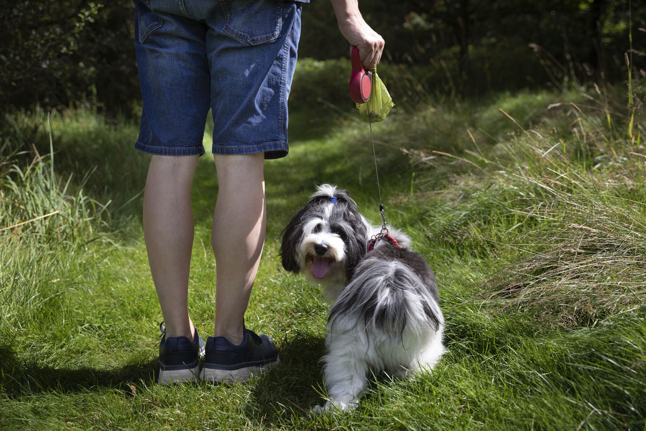 Is leaving dog poop bad for the environment?