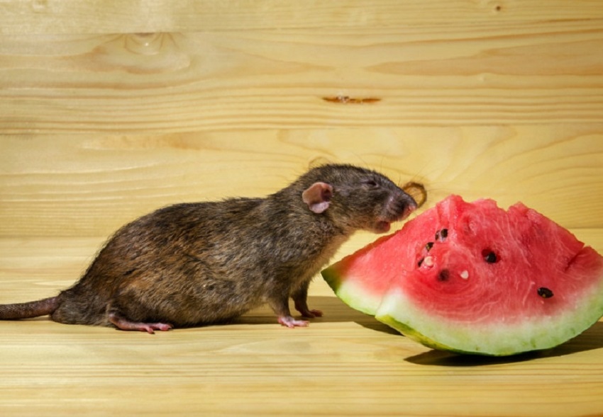 Is melon safe for rats?
