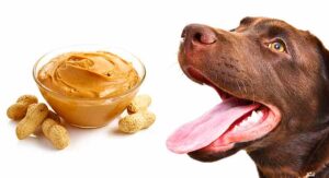 Is peanut butter good for dogs