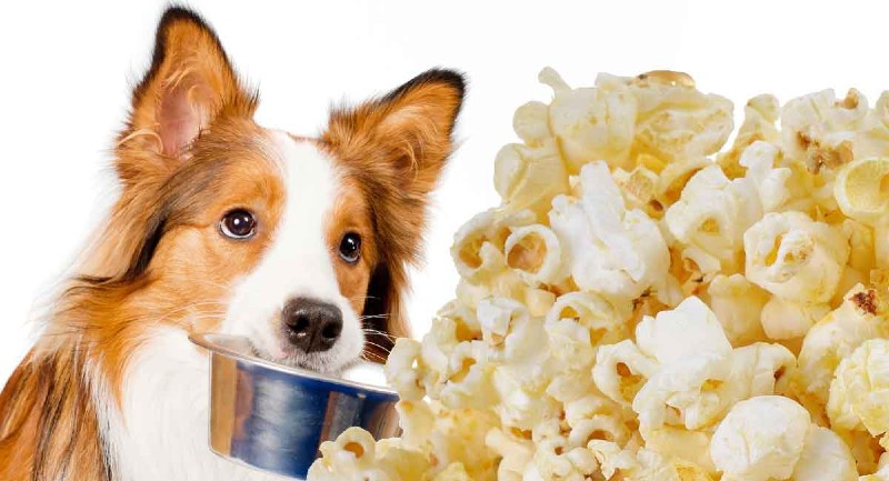 Is popcorn bad for dogs?