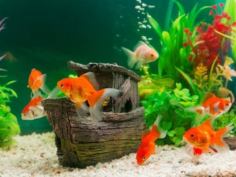 Is sand OK for goldfish?