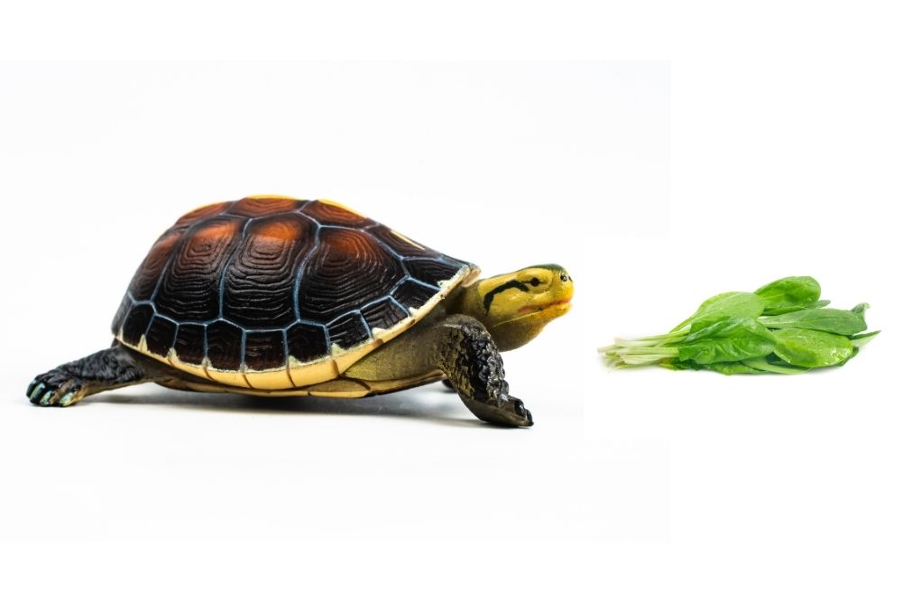 Is spinach bad for turtles?
