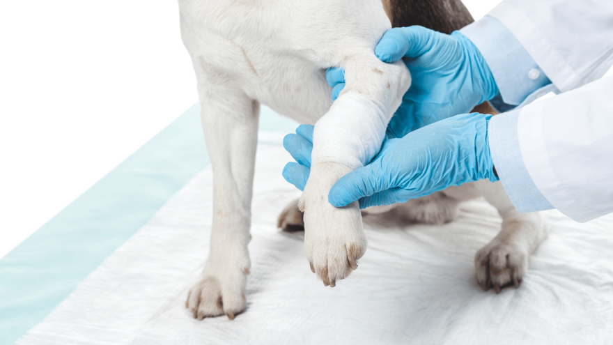 Is spray bandage safe for dogs?