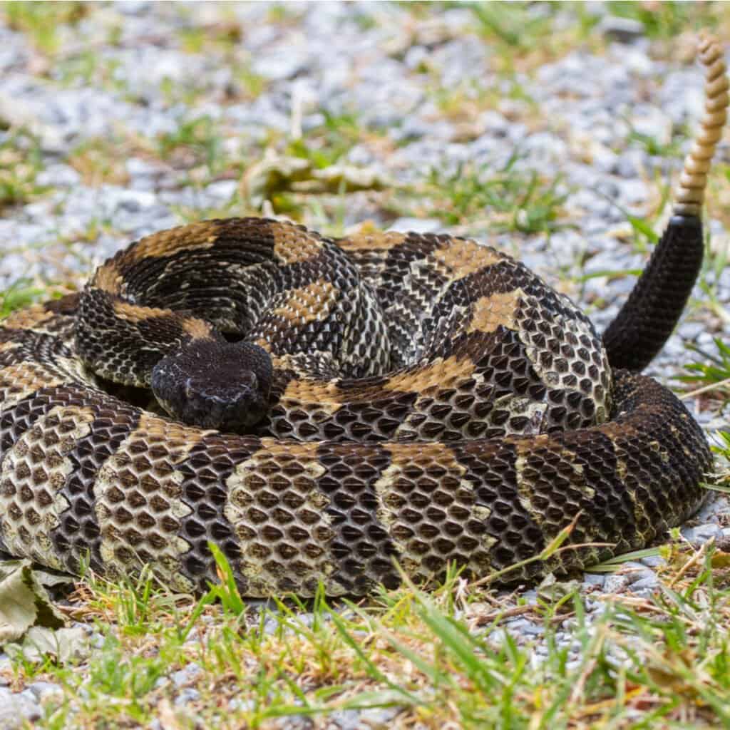 Is the timber rattlesnake still protected in Texas?