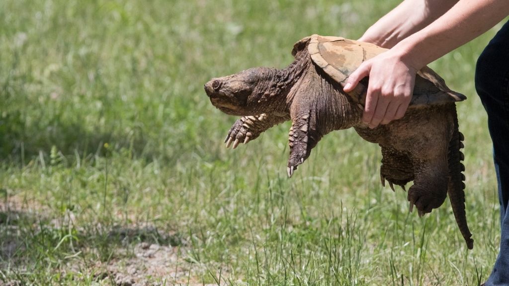 Is there a safe way to pick up a snapping turtle?