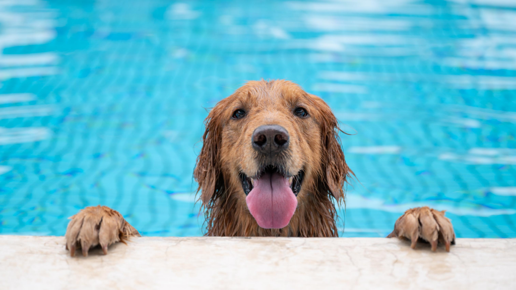 Is too much swimming bad for dogs?