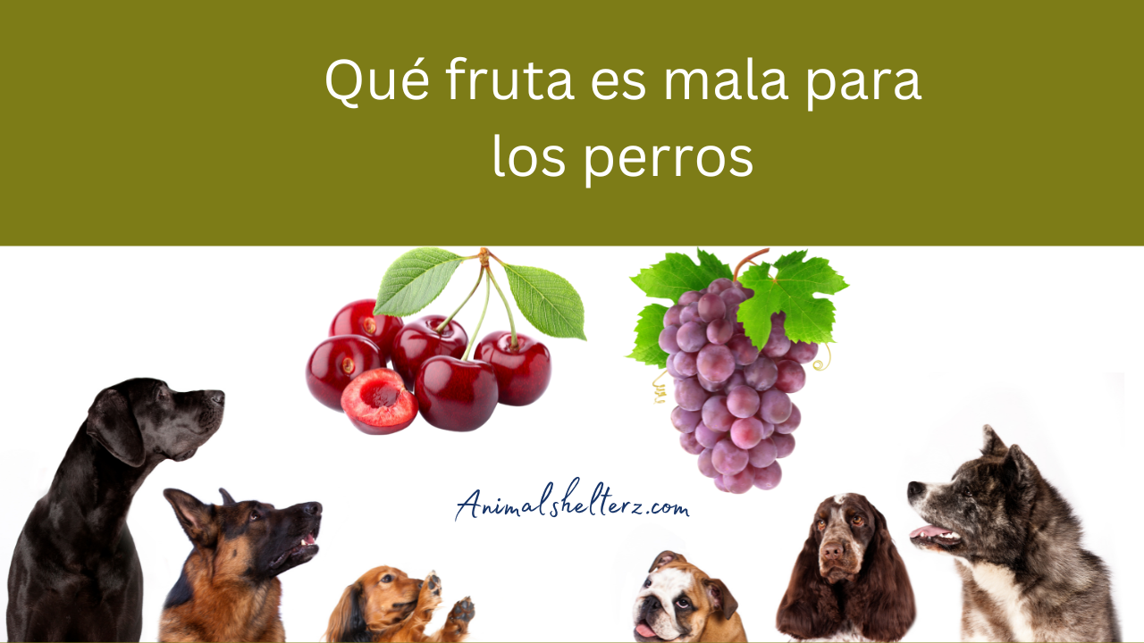 Qué fruta es mala para los perro