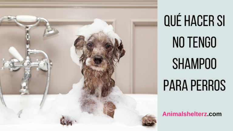 ¿Qué hacer si no tengo shampoo para perros?