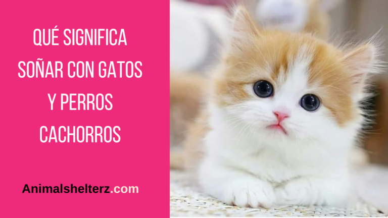 ¿Qué significa soñar con gatos y perros cachorros?