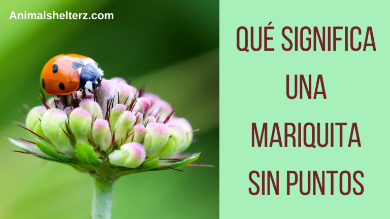 ¿Qué significa una mariquita sin puntos?