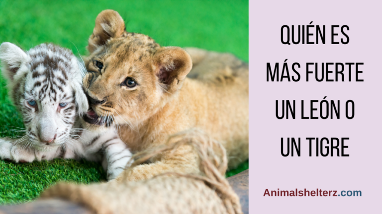 ¿Quién es más fuerte un león o un tigre?