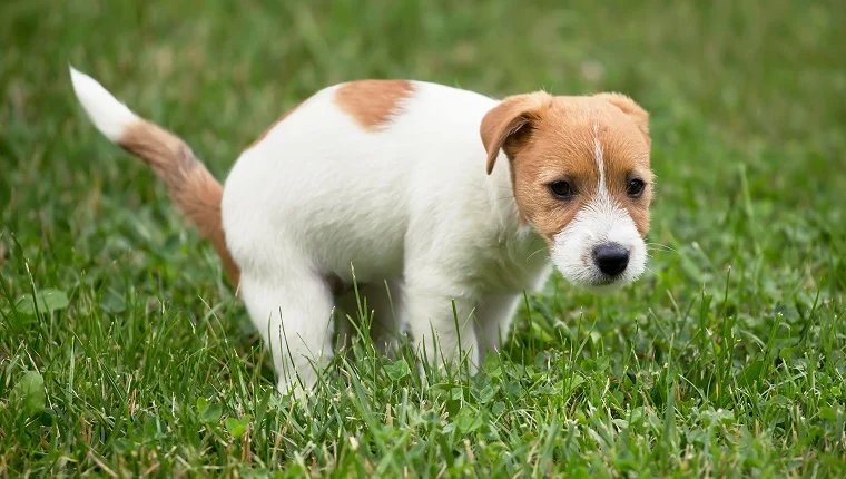 Should I carry my puppy outside to pee?