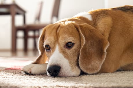 Should I euthanize my dog with kidney failure?