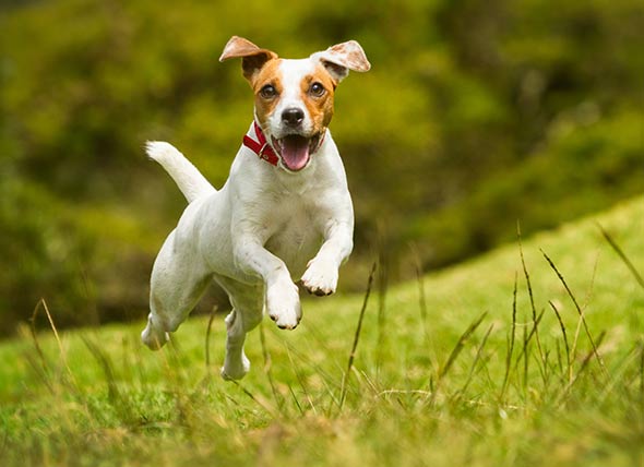 Should I supplement my dog with taurine?