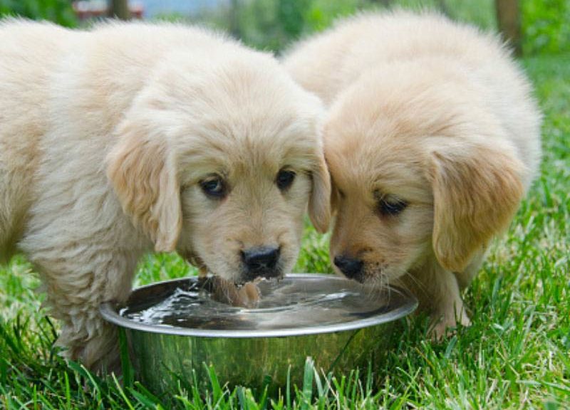 Should puppies have free water access?
