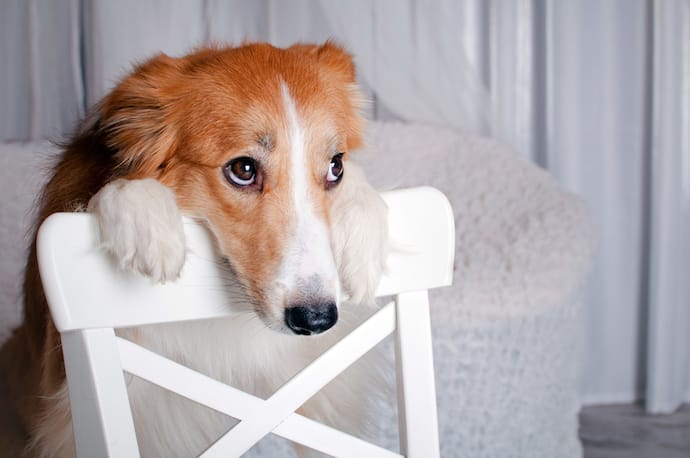 Should you ignore a whining dog?