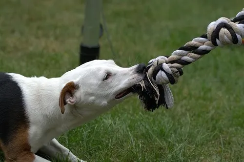 Should you let your dog win at tug of war?