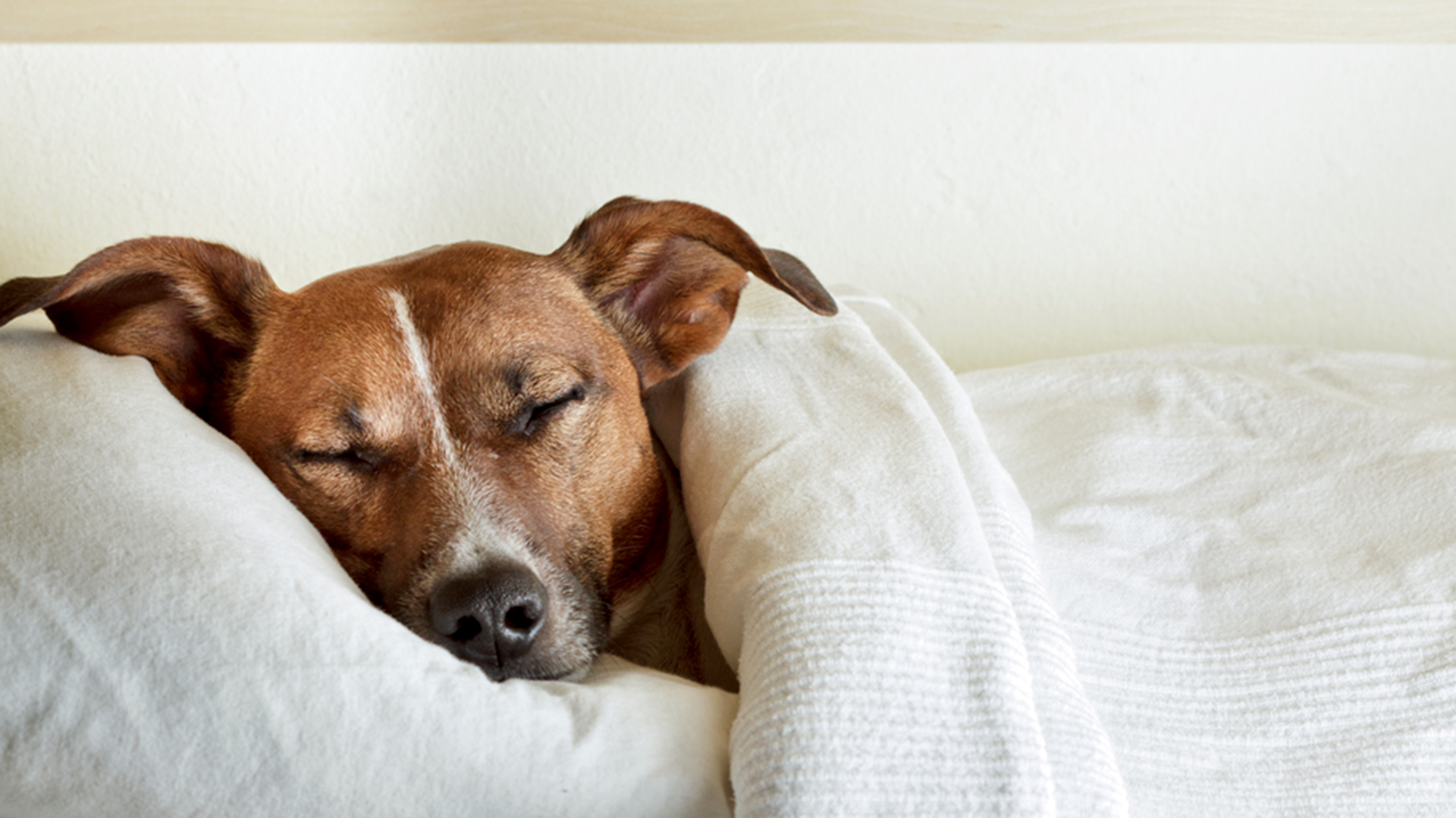 Should you pet your dog while sleeping?