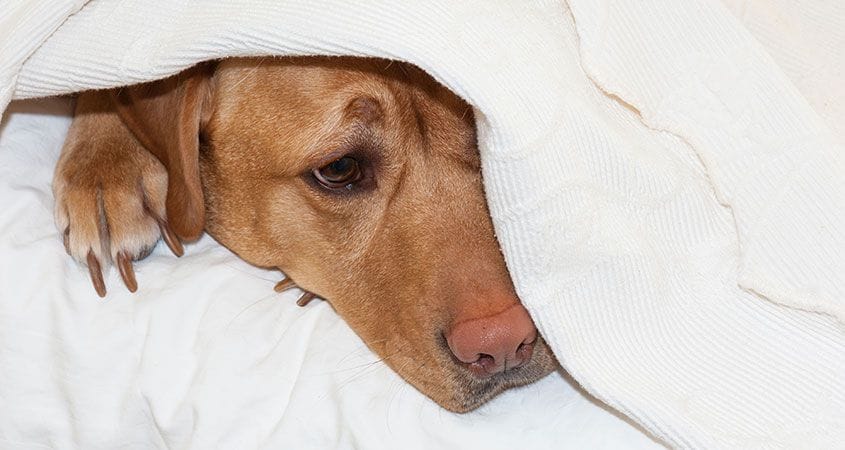 Can you hurt your dog’s feelings?