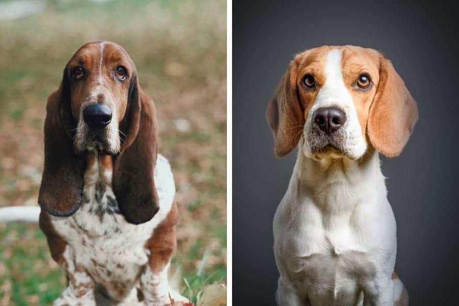 What 2 dogs make a basset hound?