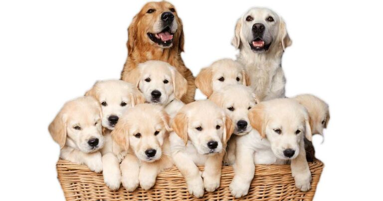 What a dog breeder should provide?