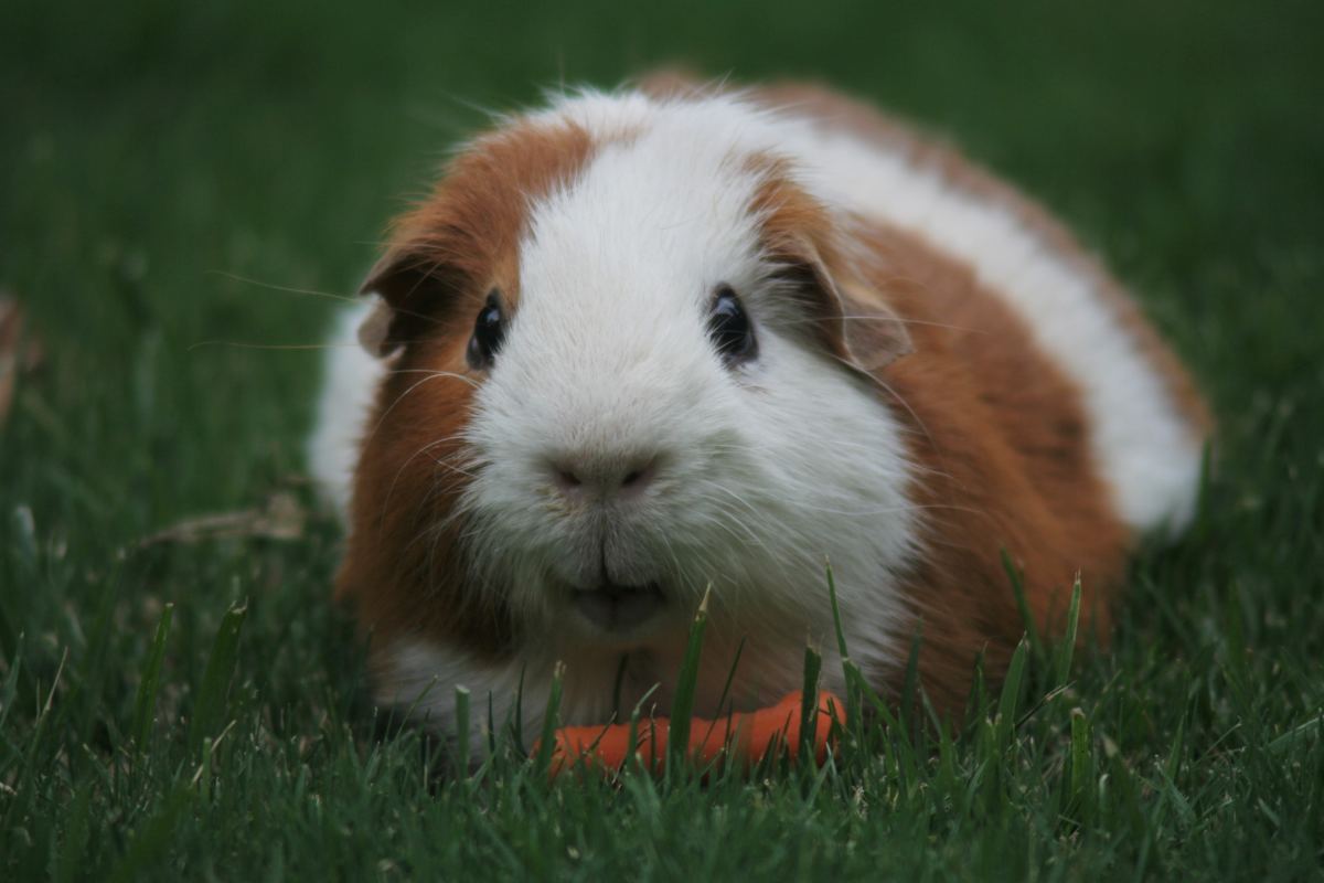 What age are guinea pigs good pets for?
