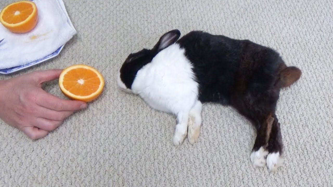 What animals eat orange peels?