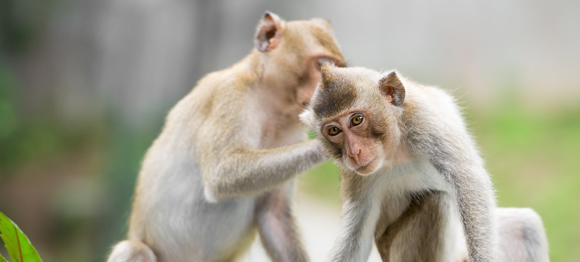 What are 5 interesting facts about monkeys?