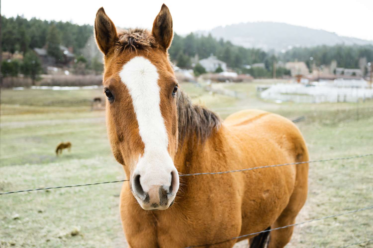 What are God horse names?