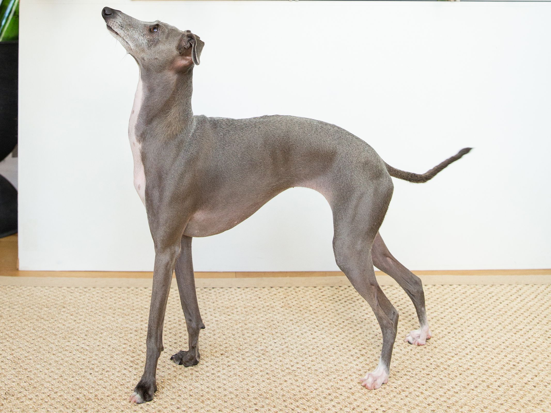 What are Italian Greyhounds known for?