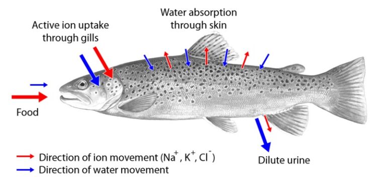 What are Osmoregulators and osmoconformers?