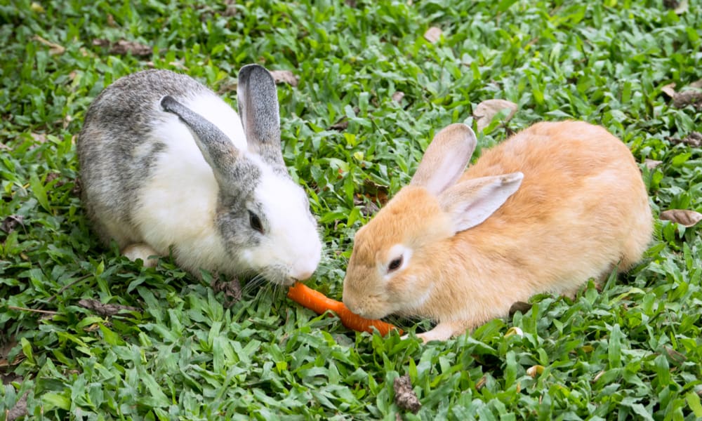 What are bunnies not allowed to eat?