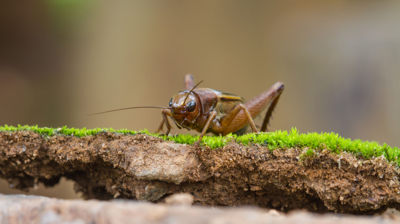 What are predators of crickets?