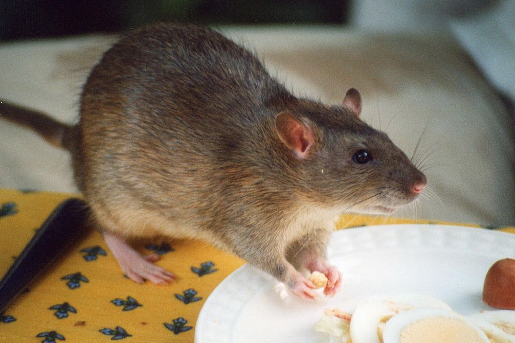 What are rats favorite foods?