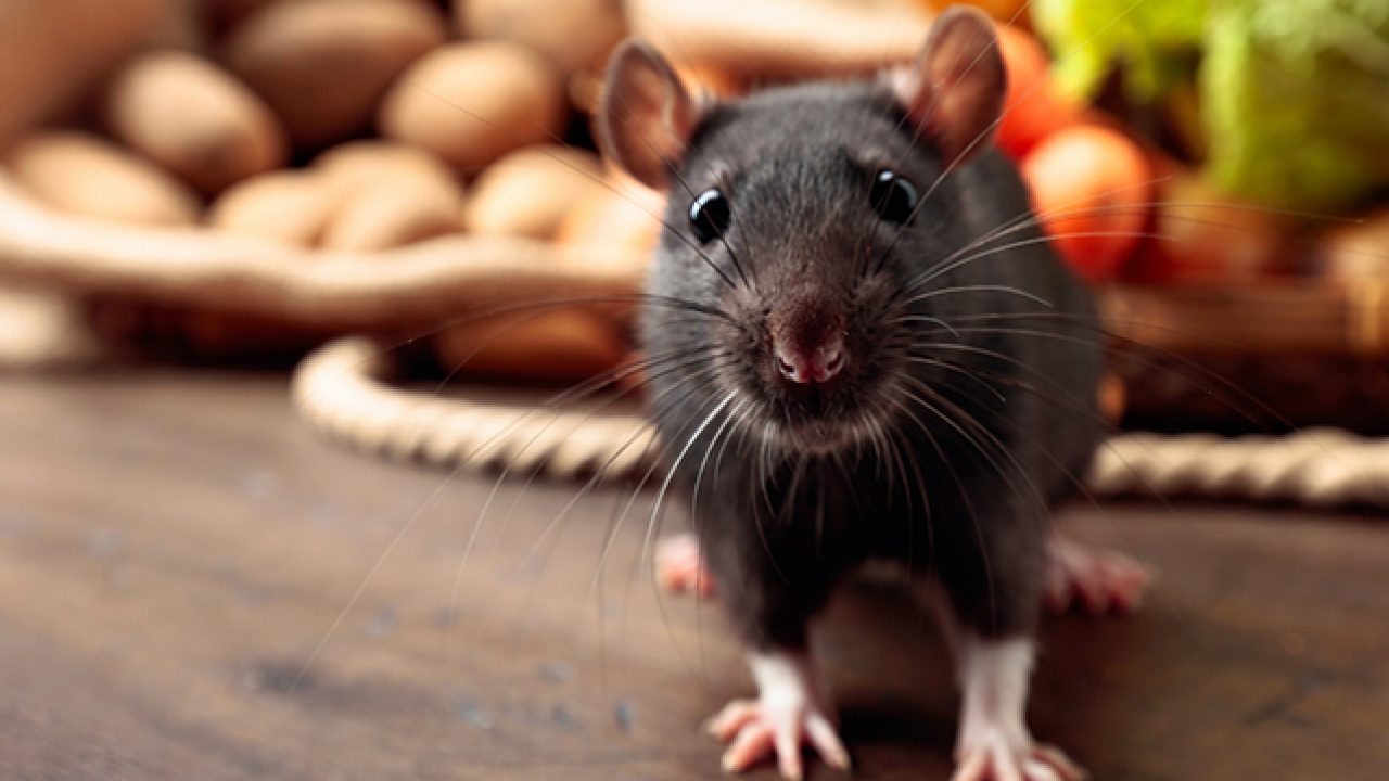 What are rats not allowed to eat?