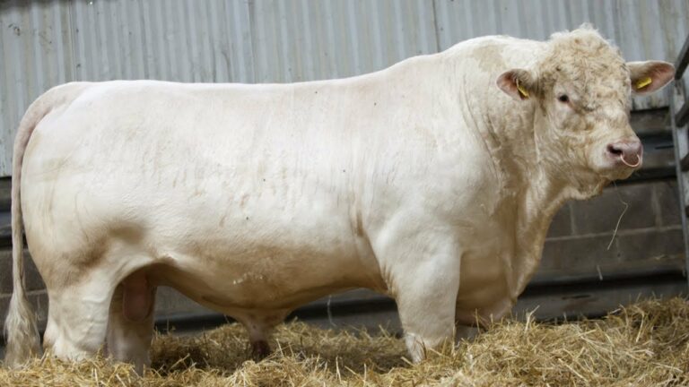 What are the disadvantages of Charolais cattle?
