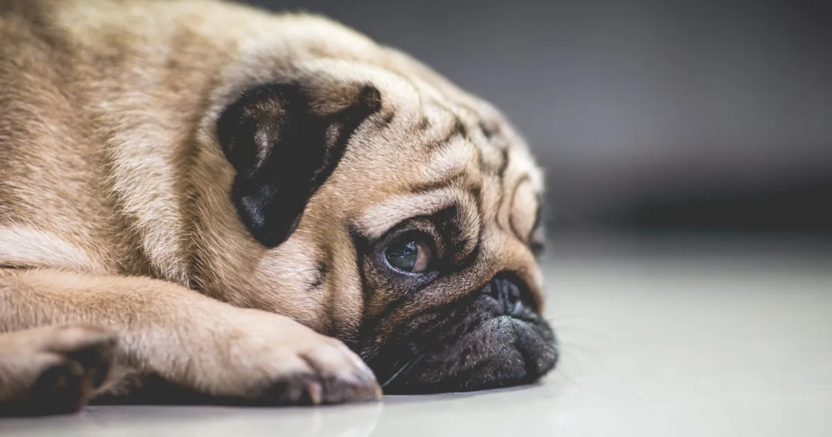 What are the first signs of stress in a dog?