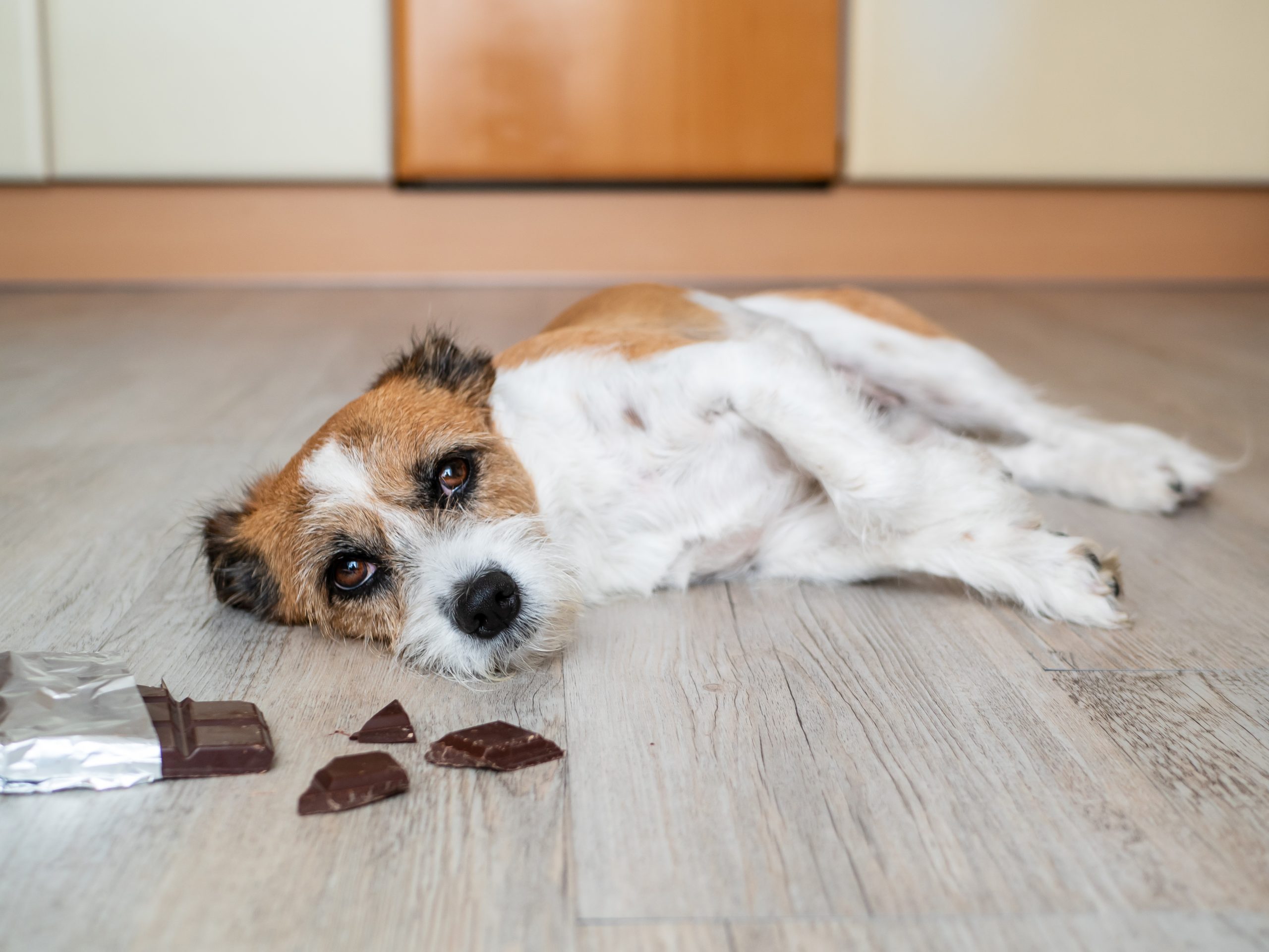 What are the symptoms of a dog that has eaten chocolate?