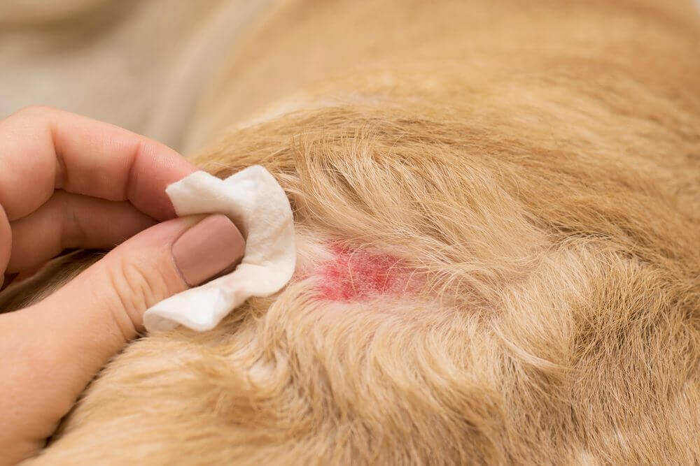 What are the symptoms of chicken allergy in dogs?
