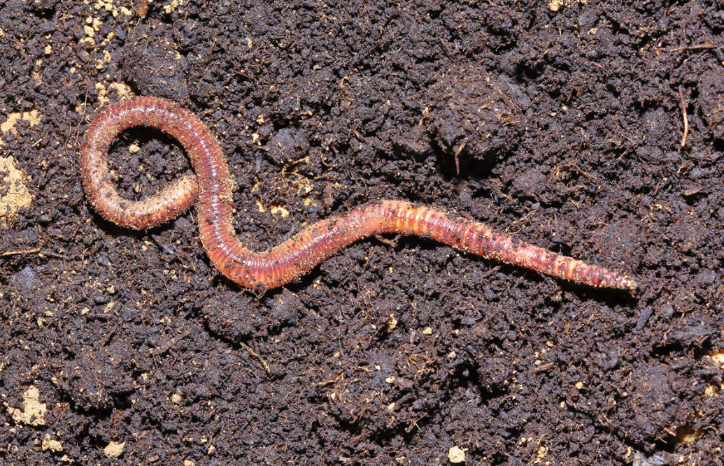 What are worms a symbol of?