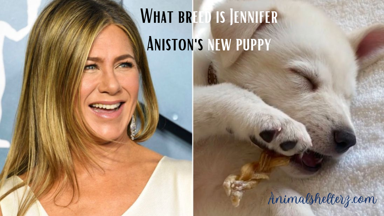 What breed is Jennifer Aniston's new puppy