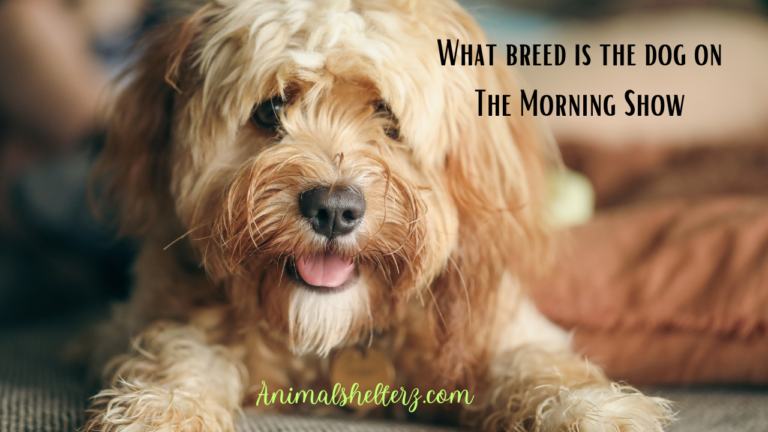 What breed is the dog on The Morning Show?