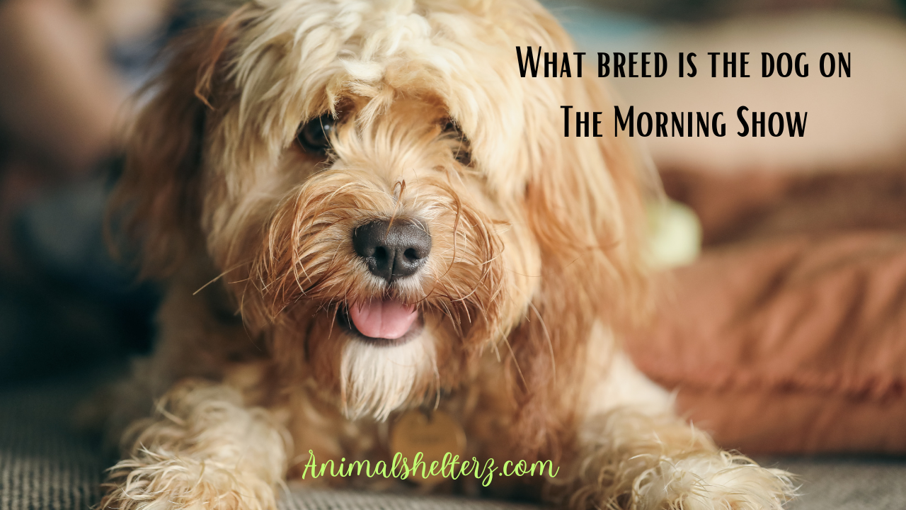 What breed is the dog on The Morning Show