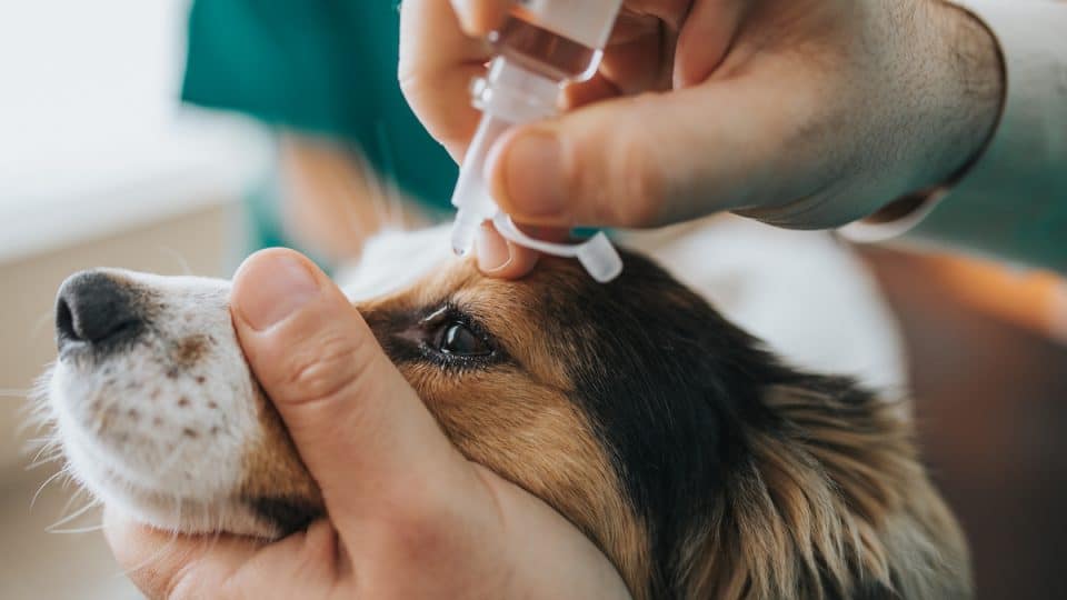 What can I flush my dogs eye with?