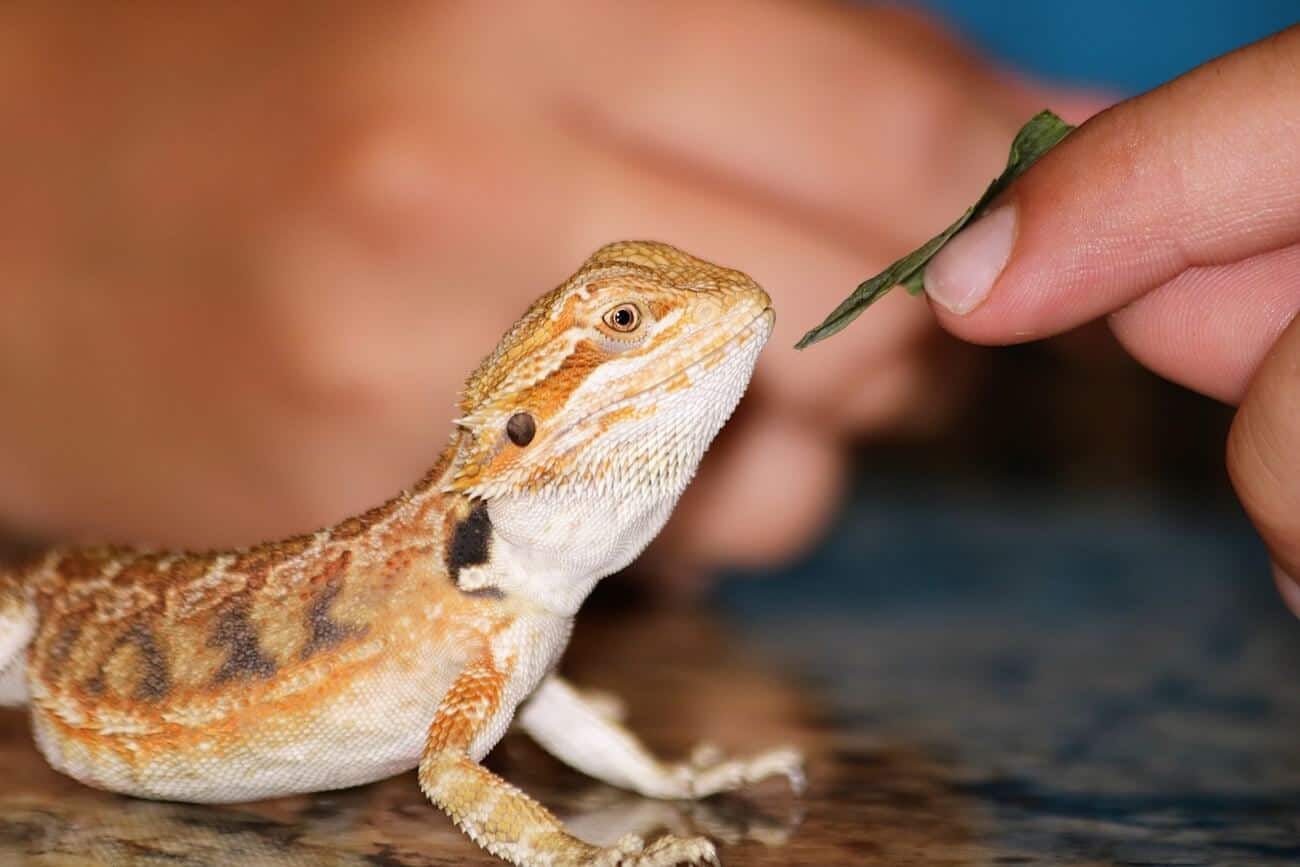 What can bearded dragons not eat?