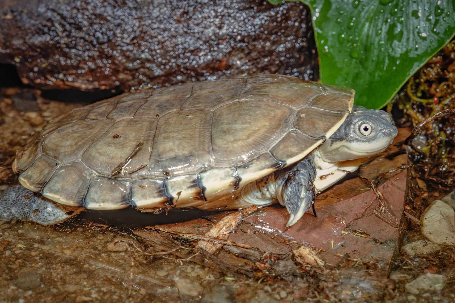 What can live with a African Sideneck turtle?