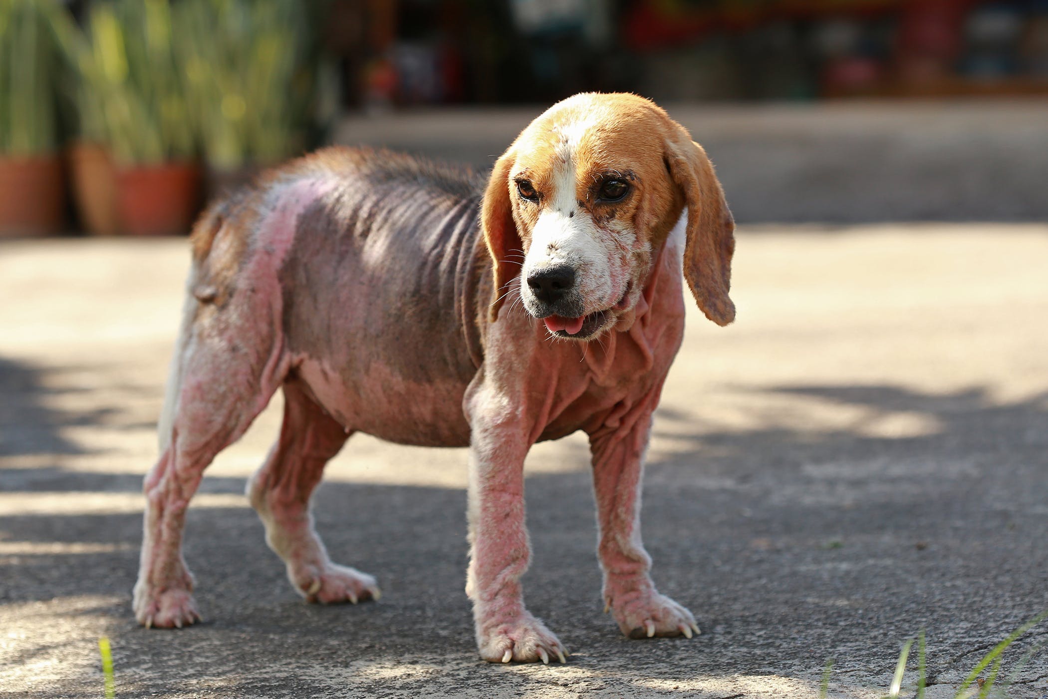 What causes dog pyoderma?